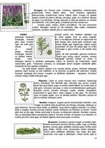 Referāts 'Garšvielas un garšaugi', 18.