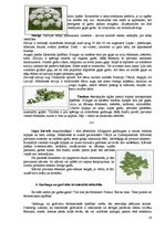 Referāts 'Garšvielas un garšaugi', 19.