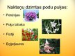 Prezentācija 'Nakteņu dzimtas podu puķes', 3.