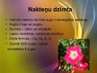 Prezentācija 'Nakteņu dzimtas podu puķes', 4.