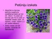 Prezentācija 'Nakteņu dzimtas podu puķes', 6.