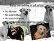 Prezentācija 'Suņu etoloģija', 2.