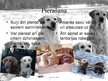 Prezentācija 'Suņu etoloģija', 6.