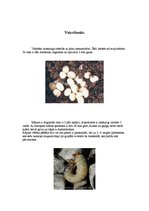 Referāts 'Maijvabole', 5.