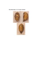 Referāts 'Maijvabole', 6.