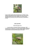 Referāts 'Maijvabole', 8.