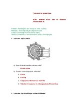 Konspekts 'Dzimumšūnu dalīšanās', 3.