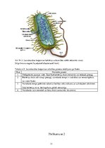 Referāts 'Kultivēšanas temperatūras ietekme uz piena titrējamo skābumu Lactobacillus bulga', 33.