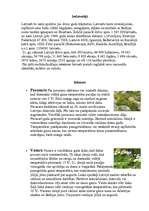 Konspekts 'Latvija', 23.