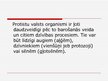 Prezentācija 'Monēras un protisti', 7.