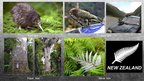 Prezentācija 'New Zealand', 4.