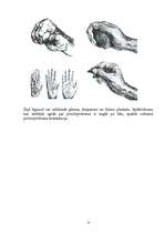 Referāts 'Darvina teorija', 9.