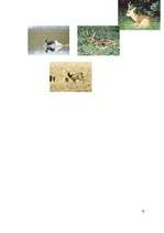 Referāts 'Stirnas', 12.