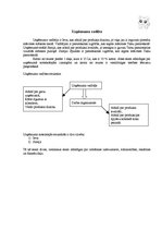 Biznesa plāns 'Biznesa plāns ekonomikā', 5.