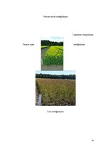 Prakses atskaite 'Prakses atskaite - laukkopība', 26.