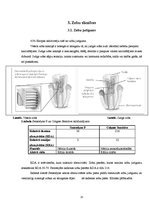 Referāts 'Zobu pastas ietekme uz mutes dobumu', 13.
