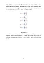 Referāts 'Redzes saglabāšanas un korekcijas iespējas skolas vecumā', 12.