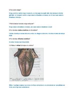 Paraugs 'Gremošanas aparāts', 2.