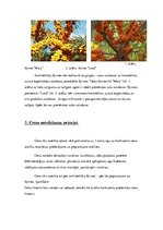 Biznesa plāns 'Biznesa plāns. Smiltsērkšķu audzēšana', 8.