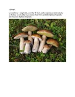 Konspekts '10 neparastas lietas, ko darīt Latvijā', 3.