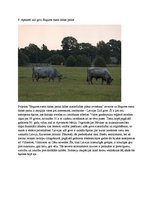 Konspekts '10 neparastas lietas, ko darīt Latvijā', 9.