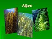Prezentācija 'Aļģes', 1.