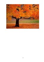 Prakses atskaite 'Kvalifikācijas prakse pirmsskolā', 9.