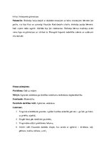 Prakses atskaite 'Kvalifikācijas prakse pirmsskolā', 7.