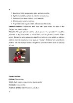 Prakses atskaite 'Kvalifikācijas prakse pirmsskolā', 10.