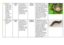Konspekts 'Gliemji', 3.