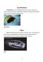 Konspekts 'Jūras bezkaulnieki dzīvnieki', 4.