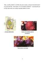 Konspekts 'Jūras bezkaulnieki dzīvnieki', 6.