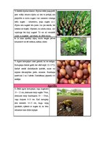 Paraugs 'Sējas kalendārs', 2.