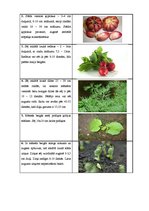 Paraugs 'Sējas kalendārs', 3.