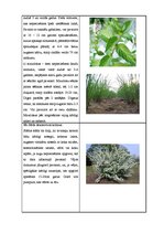 Paraugs 'Sējas kalendārs', 5.