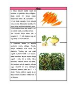 Paraugs 'Sējas kalendārs', 6.