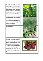 Paraugs 'Sējas kalendārs', 7.