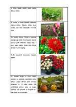 Paraugs 'Sējas kalendārs', 8.