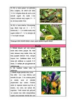 Paraugs 'Sējas kalendārs', 9.