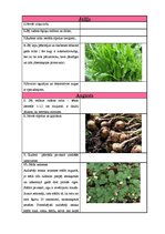 Paraugs 'Sējas kalendārs', 11.