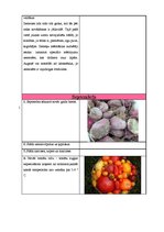 Paraugs 'Sējas kalendārs', 12.