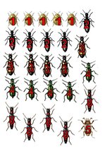 Konspekts 'Integrēta nodarbība ar matemātikas dominanti', 7.