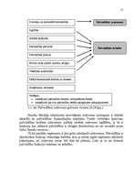 Referāts 'Demenes pagasta pašvaldības budžeta analīze', 17.