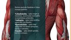 Prezentācija 'Muskuļu fizioloģija', 5.