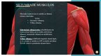 Prezentācija 'Muskuļu fizioloģija', 27.
