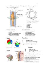 Konspekts 'Anatomy', 1.