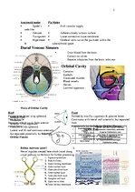 Konspekts 'Anatomy', 2.