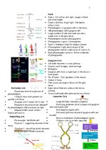 Konspekts 'Anatomy', 3.