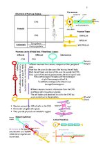 Konspekts 'Anatomy', 5.