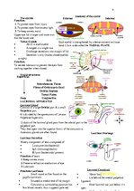 Konspekts 'Anatomy', 9.